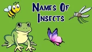 Names Of Insects For Kids | Learn About Insects and Bugs | Preschool Learning Videos For Kids