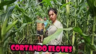 Cortando los elotes para comenzar con el proceso de los tamalitos.