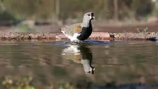 Queltehue (Vanellus chilensis)