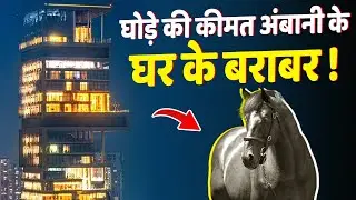 दुनिया का सबसे महंगा घोड़ा, जिसकी कीमत मुकेश अंबानी के घर एंटीलिया की आधी, जानिए