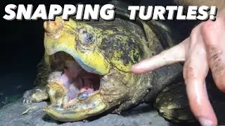 Finding GIANT Alligator Snapping Turtles with Greg’s Turtle Haven [Amazing Underwater Footage]