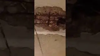 ХУЖЕ НАМНОГО ЭТИ СОСЕДИ ЧЕМ ЖИВОТНЫЕ