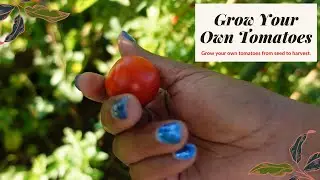 First Tomato & Watermelon Harvest #tomatoes #50dollarfebruary2023  Another Late Harvest On Okra