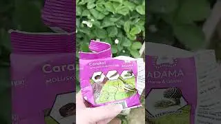 Эффективное средство от слизней и улиток в Сербии