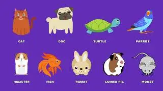 Animals