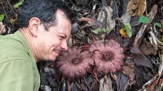 Rhizanthes lowii - a close encounter with a rare parasitic flower