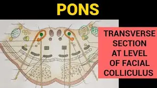 Pons Anatomy (2/3) | T.S of Pons at the level of Facial Colliculus