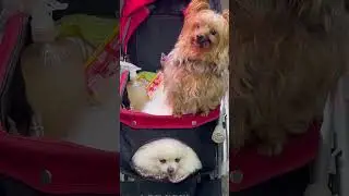 TEACH ME HOW TO DOGIE#dog #shortvideo