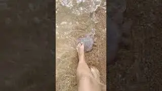 медузы пугают отдыхающих, жесть 19.07.21