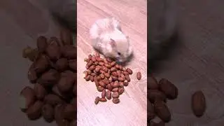 Хомяк набивает щеки 