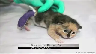 Sophia the bionic cat