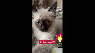 Милый котёнок с голубыми глазами Невская маскарадная порода #невскаямаскарадная #тикток #tiktok