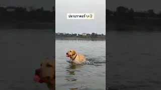 DOG LOVERS | LOVED | PUPPY #shorts  #dog  #love  #doggo  #fun