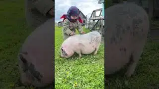 Глажу свинку #ЯжеВика #shorts