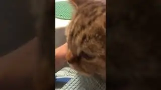 Лапа друга