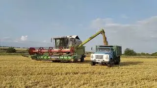 УБОРОЧНАЯ ПШЕНИЦЫ 2021!