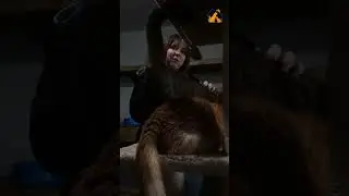Кошки — отдельный вид искусства 🧡