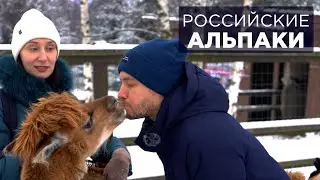 Дмитров. Альпаки