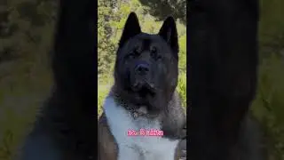 top 7 dangerous dog 