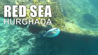 Red sea Egypt Hurghada Snorkeling