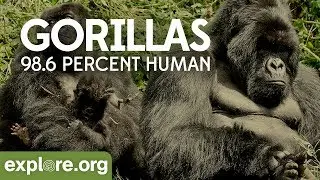Gorilla Documentary - Gorillas: 98.6% Human | Explore Films