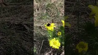 Мохнатый шмель