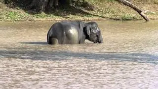 Elephant drinking at Yala