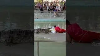 🇹🇭Thailand Pattaya Crocodile Show🌞 -Thailand