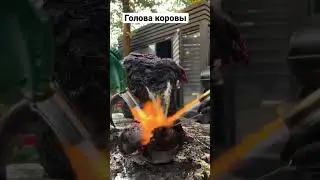 Путь Кекеев ,Азирет Осмонов , голова коровы 