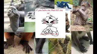 basically the monkey feet stream