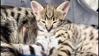 F2 Savannah Kittens - Luxury Savannahs