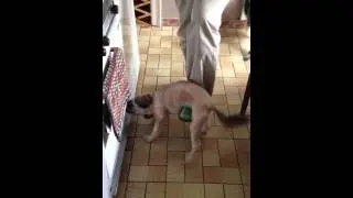 La danse de KASSY