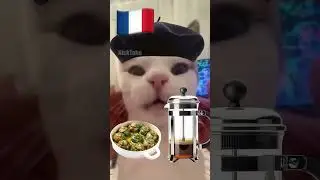French Cat Vs Mexican Cat 🇫🇷🇲🇽