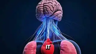 How the Human Brain works—Function of Brain,how’s the Human Brain stronger 