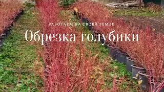 Обрезка голубики
