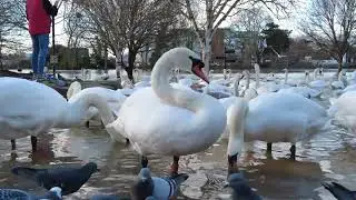 So many Swans !!   on the swollen River Severn at Worcester - 18th Jan 2023