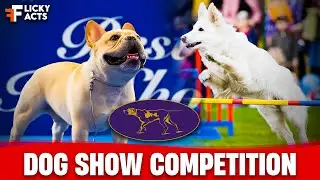 History of Westminster Dog Show | 2024 Dog Show Competition