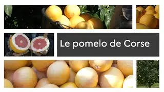 Un produit, un territoire : le pomelo de Corse