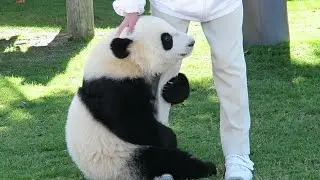 【再放送🐼】生後10か月の頃から1歳5か月までのうち4日間の桜浜🌸桃浜🍑 桜桃3時間5分SPECIAL #アドベンチャーワールド4K🐼