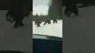 Медведица с медвежатами