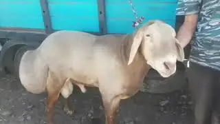 Сокулук малбазар КОЧКОРЛОР