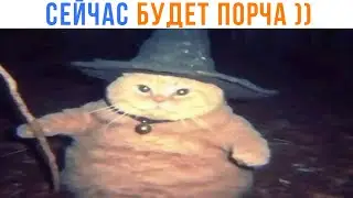 КОТ-ВОЛШЕБНИК ))) надо было кормить | Приколы с котами | Мемозг 1492