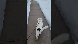 Wherein Koda the dog sings the songs of her people and frightens a garbage truck: A Walk.