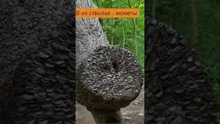 Денежные деревья 
