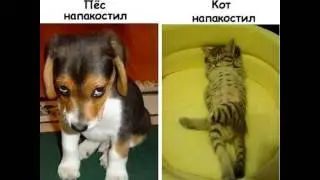 Приколы, Юмор, Смехчасть 71