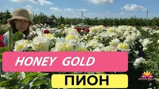 Пион с японской формой цветка HONEY GOLD / Сад Ворошиловой