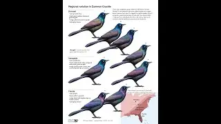 Lots of Grackles visits my Bird Bath.