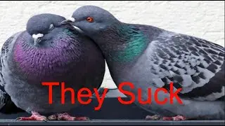 My First Video of 2024, and I Rant about Boomers and Pigeons