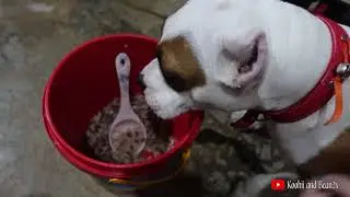 Saving dogs one meal at a time