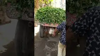 Каирский рынок/Египет